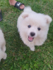 Additional photos: german spitz puppies