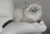 Photo №2 to announcement № 126801 for the sale of ragdoll - buy in Germany private announcement