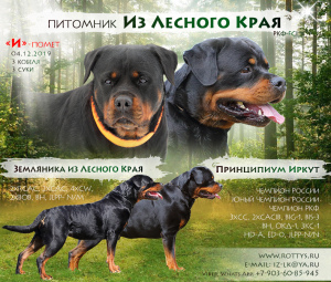 Photo №4. I will sell rottweiler in the city of Nizhny Novgorod. from nursery - price - 399$
