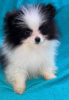 Photo №1. pomeranian - for sale in the city of Tallinn | 1339$ | Announcement № 10756