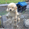 Photo №1. golden retriever - for sale in the city of Jestetten | Is free | Announcement № 112256