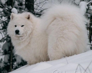 Photo №4. I will sell samoyed dog in the city of Deep. private announcement - price - 194$