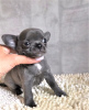 Additional photos: Puppy for sale chihuahua blue and white