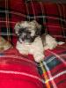 Photo №1. shih tzu - for sale in the city of Montreal | 500$ | Announcement № 103606