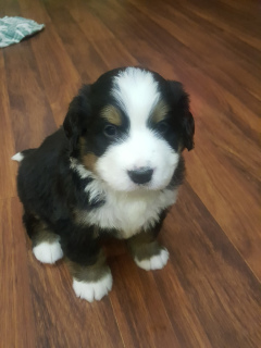 Photo №3. MOSCOWA. Bernese Mountain Dog puppies are offered to reserve. Russian Federation