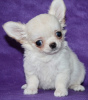 Photo №1. chihuahua - for sale in the city of St. Petersburg | negotiated | Announcement № 119955