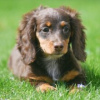 Photo №1. dachshund - for sale in the city of Berlin | 275$ | Announcement № 101184