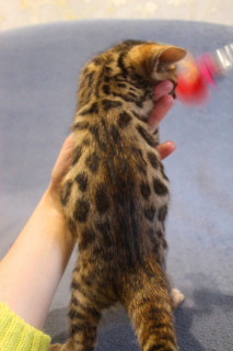 Photo №2 to announcement № 280 for the sale of bengal cat - buy in Ukraine private announcement, from nursery, breeder
