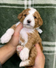 Photo №2 to announcement № 75804 for the sale of labradoodle - buy in Lithuania private announcement, breeder