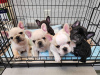 Photo №3. french bulldog cute and adorable puppies available for adoption. Germany