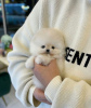 Photo №3. Beautiful all white Pomeranian puppies for sale. Belarus