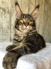 Photo №2 to announcement № 13182 for the sale of maine coon - buy in Russian Federation private announcement