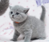 Photo №2 to announcement № 50789 for the sale of british shorthair - buy in United States private announcement