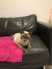 Photo №2 to announcement № 125404 for the sale of siamese cat - buy in Germany private announcement