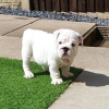 Photo №1. english bulldog - for sale in the city of Latgaļi | 1496$ | Announcement № 11134