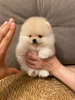 Photo №4. I will sell pomeranian in the city of Гамбург. private announcement - price - 740$