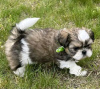 Photo №2 to announcement № 111385 for the sale of shih tzu - buy in United States private announcement