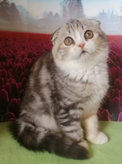Photo №2 to announcement № 7011 for the sale of scottish fold - buy in Russian Federation from nursery