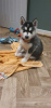 Photo №1. siberian husky - for sale in the city of Melbourne | 946$ | Announcement № 11834