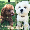 Additional photos: Puppies MALTIPU F1. unique genes. Booking