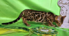 Photo №2 to announcement № 102779 for the sale of bengal cat - buy in Belarus from nursery