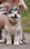 Additional photos: Alaskan Malamute puppies