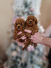 Additional photos: Red toy poodles