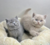 Photo №1. british shorthair - for sale in the city of Helsinki | 250$ | Announcement № 111229