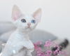 Photo №2 to announcement № 44543 for the sale of devon rex - buy in Netherlands breeder