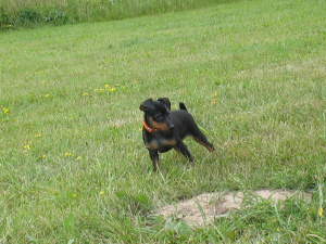 Photo №2 to announcement № 2994 for the sale of miniature pinscher - buy in Belarus breeder