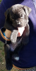 Photo №4. I will sell cane corso in the city of Tbilisi.  - price - 250$