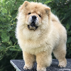 Additional photos: Chow Chow puppies for sale!