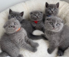 Photo №1. scottish fold - for sale in the city of Paris | negotiated | Announcement № 109317