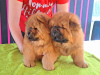 Photo №3. Chow chow puppies. Poland