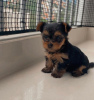 Photo №3. Yorkshire Terrier puppies. Germany