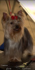 Photo №2 to announcement № 116832 for the sale of yorkshire terrier - buy in Serbia breeder