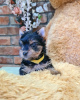 Photo №4. I will sell yorkshire terrier in the city of Zrenjanin. breeder - price - negotiated