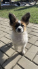 Photo №2 to announcement № 83999 for the sale of papillon dog - buy in Sweden private announcement