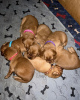 Photo №2 to announcement № 110029 for the sale of golden retriever - buy in Germany breeder