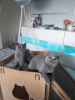 Photo №2 to announcement № 108589 for the sale of british shorthair - buy in Germany private announcement, from nursery, from the shelter, breeder