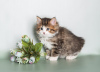 Additional photos: Kuril bobtail kittens for sale