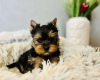 Photo №1. yorkshire terrier - for sale in the city of Alekšince | 317$ | Announcement № 71292