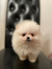 Photo №2 to announcement № 29713 for the sale of pomeranian - buy in Lithuania private announcement