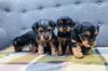 Photo №3. Teacup Yorkshire Terrier Puppy for free adoption. Germany