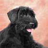 Photo №4. I will sell giant schnauzer in the city of Minsk. from nursery - price - 898$