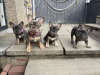 Photo №3. Bulldogge Welpen zu verkaufen. Germany