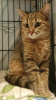Photo №3. We are looking for a home for Nicolas!. Russian Federation