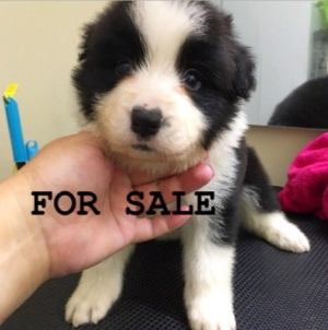 Photo №2 to announcement № 2922 for the sale of border collie - buy in Russian Federation from nursery