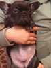 Additional photos: French bulldog carrier lilac