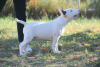 Photo №3. Bull terrier puppies. Russian Federation